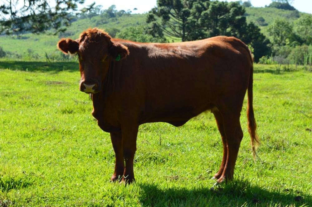 Cow Cattle Animal Cow Cattle Animal