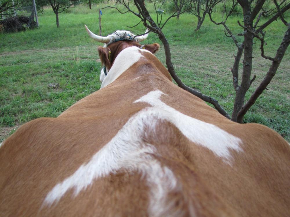 Cow Four-Legged Animal Farm Animals Hair Horn Cow Four-Legged Animal Farm Animals Hair Horn