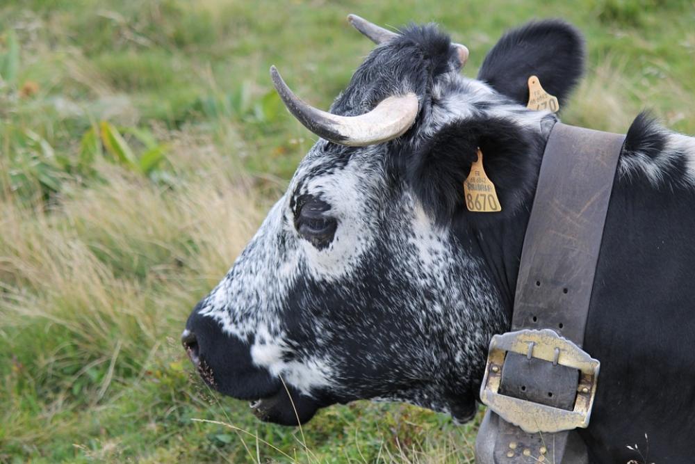 Cow Black Animal White Beef Spotted Agriculture Cow Black Animal White Beef Spotted Agriculture