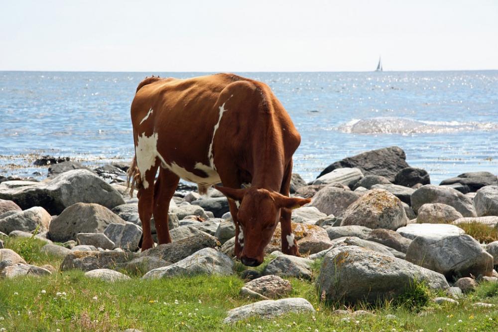 Cow Summer Sea Cow Summer Sea