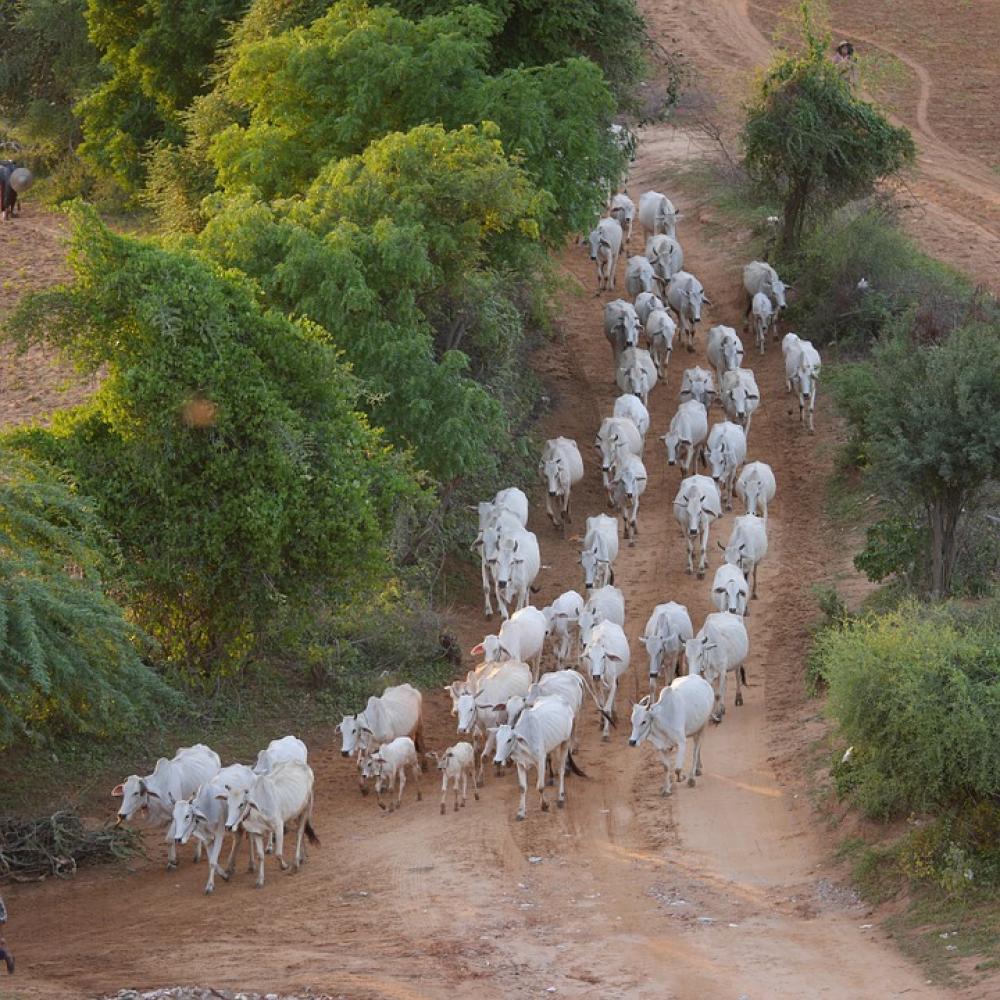 Cow Herd Cows Flock Burma Myanmar Dairy Cows Cow Herd Cows Flock Burma Myanmar Dairy Cows