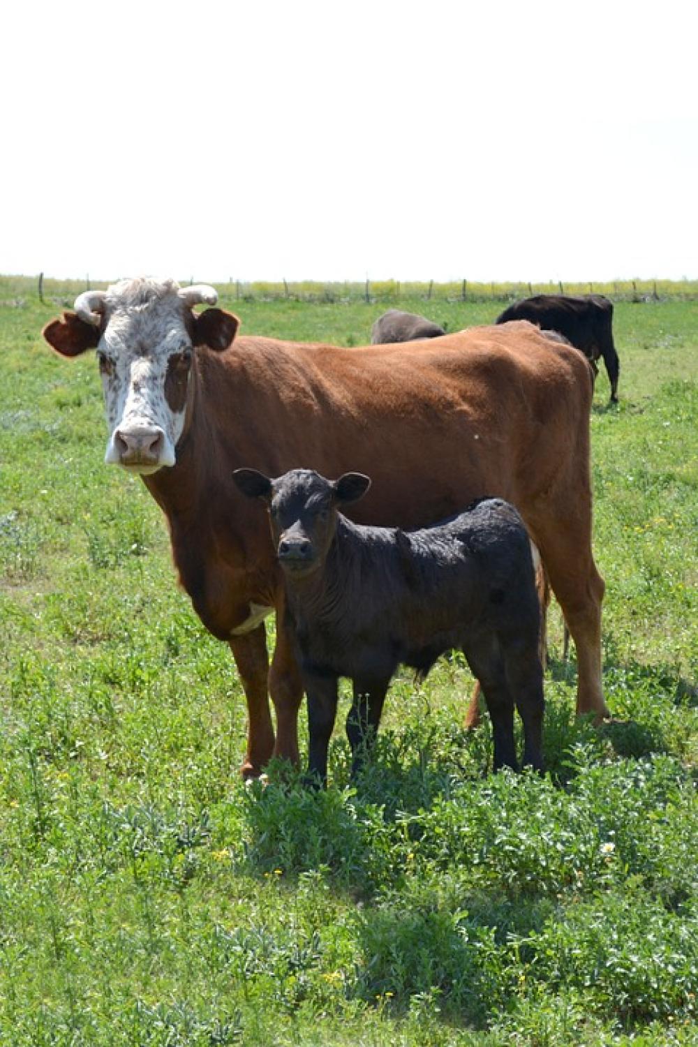 Cow With Calf Calf Pampa Field Horns Nature Cow With Calf Calf Pampa Field Horns Nature