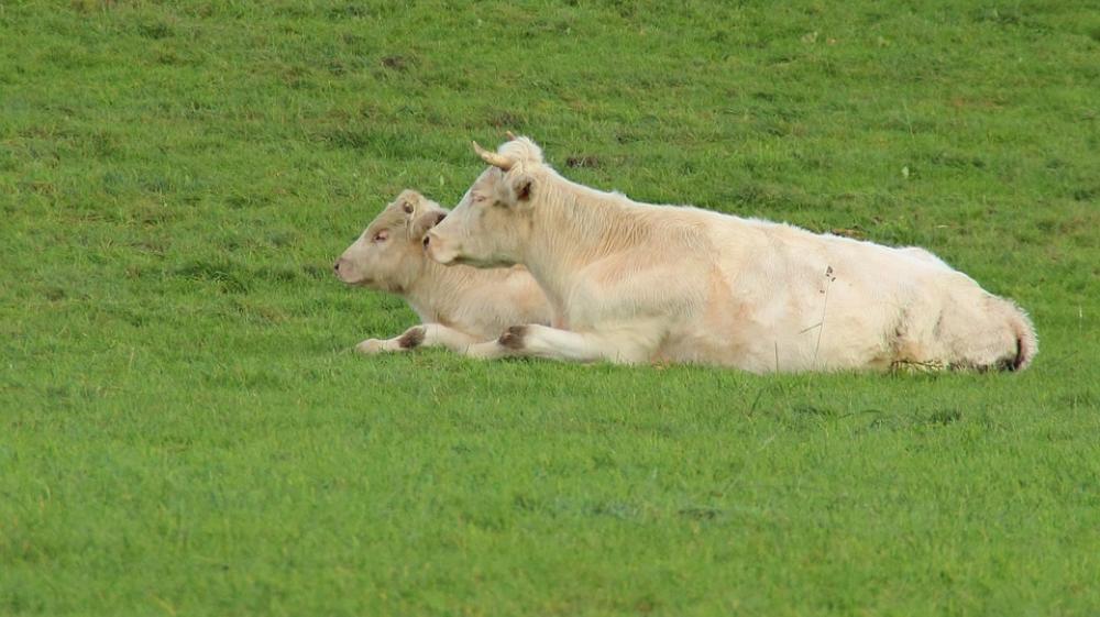 Cows Animals Pasture Meadow Cow Cattle Cows Animals Pasture Meadow Cow Cattle