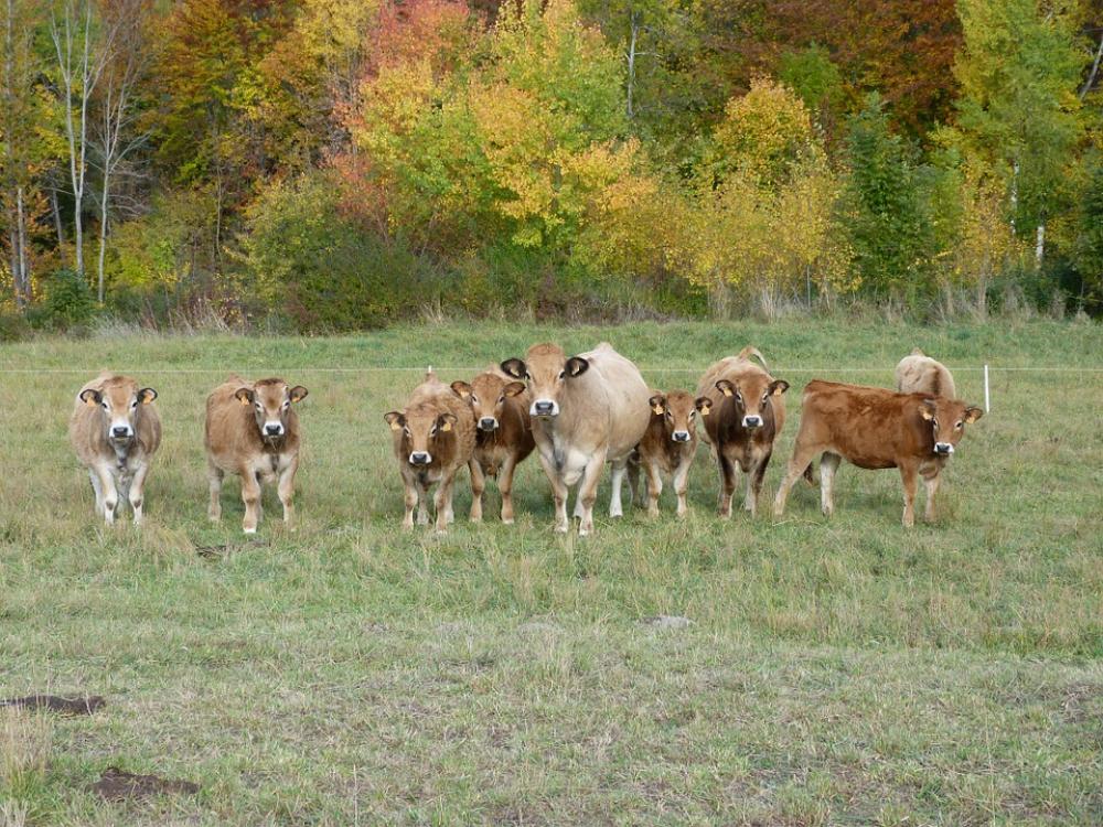 Cows Animals Prairie Curiosity Observation Team Cows Animals Prairie Curiosity Observation Team