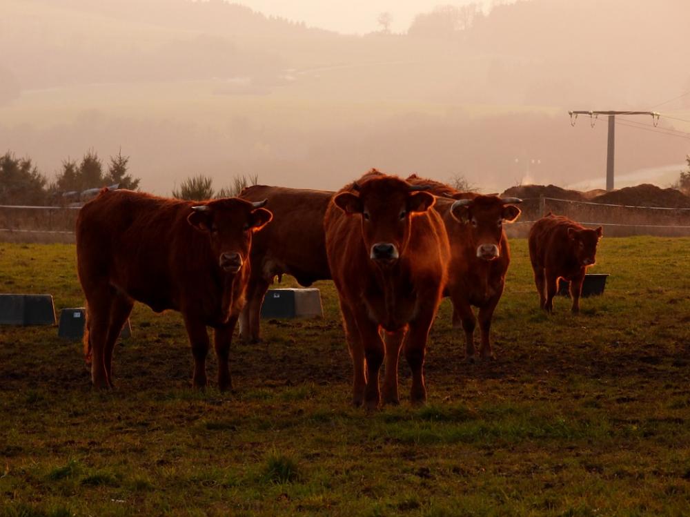 Cows Evening Sun Steaming Breath Cows Evening Sun Steaming Breath