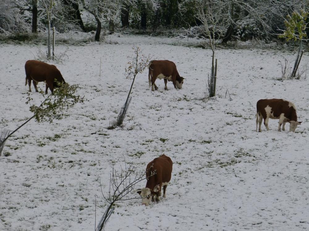 Cows Pasture Winter Snow Cold Season Cows Pasture Winter Snow Cold Season