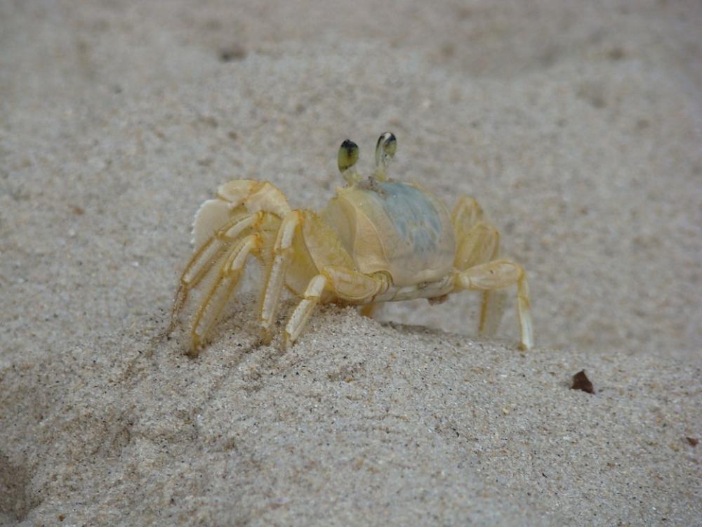 Crab Siri Beach Sand Mar Crab Siri Beach Sand Mar