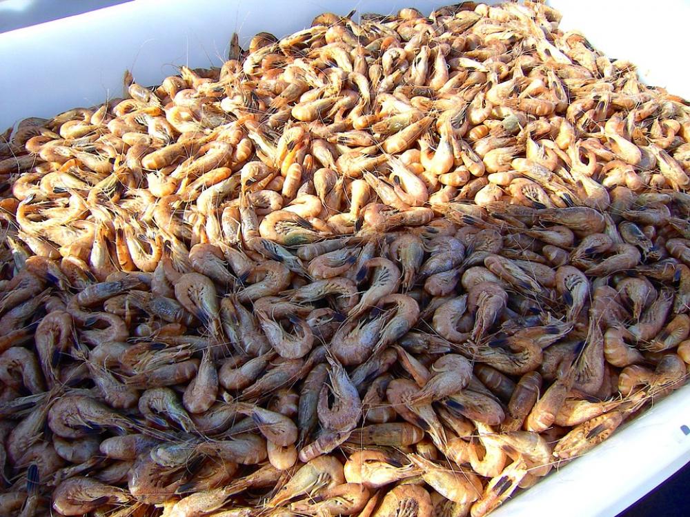Crabs Sea Food Crab Fishing Crabs Sea Food Crab Fishing