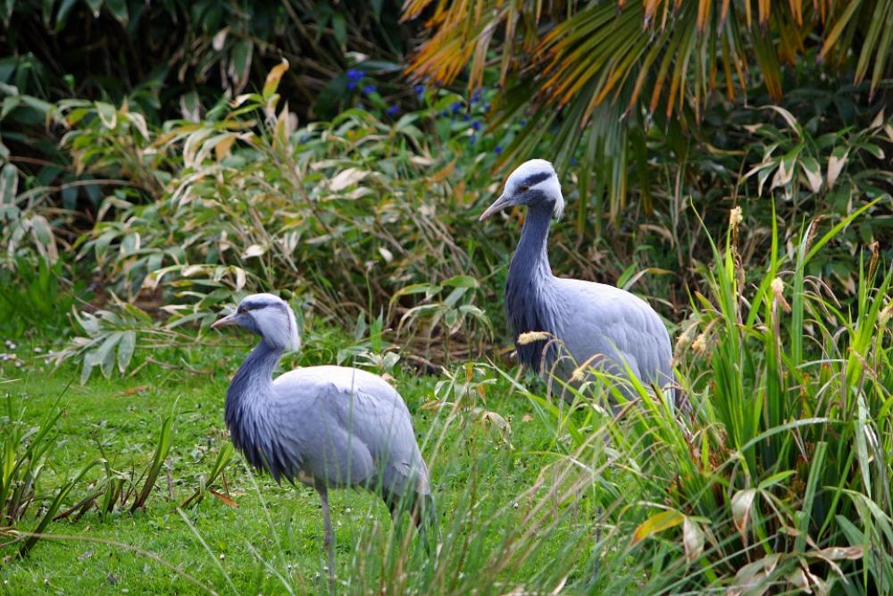 Crane Cranes Blue Crane Bird Animal Nature Crane Cranes Blue Crane Bird Animal Nature