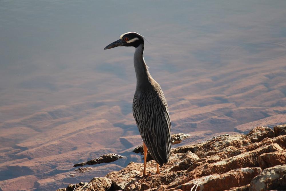 Crane Bird Nature Animal Isolated Wildlife Crane Bird Nature Animal Isolated Wildlife
