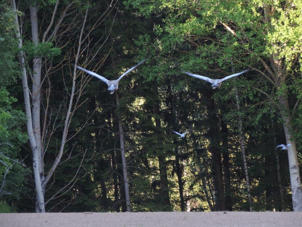 Cranes Pigeons Nature Sweden Cranes Pigeons Nature Sweden