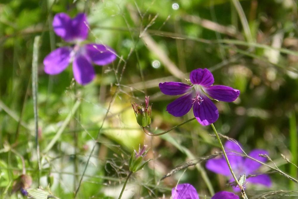 Cranesbill Wild Flower Blossom Bloom Violet Tender Cranesbill Wild Flower Blossom Bloom Violet Tender