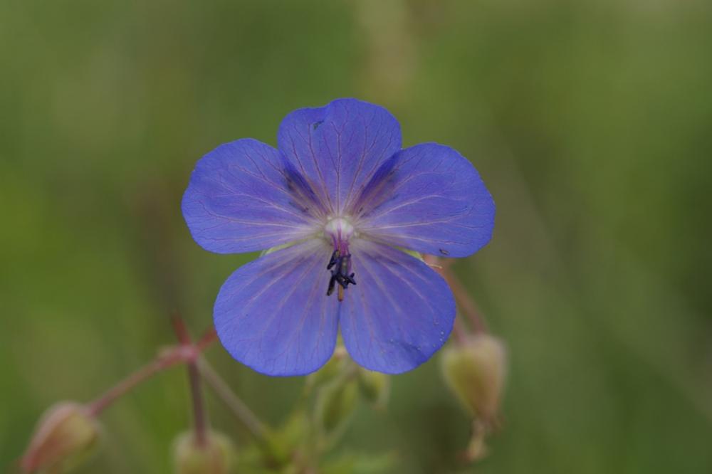 Cranesbill Blue Bright Summer Blue Stork Beak Cranesbill Blue Bright Summer Blue Stork Beak