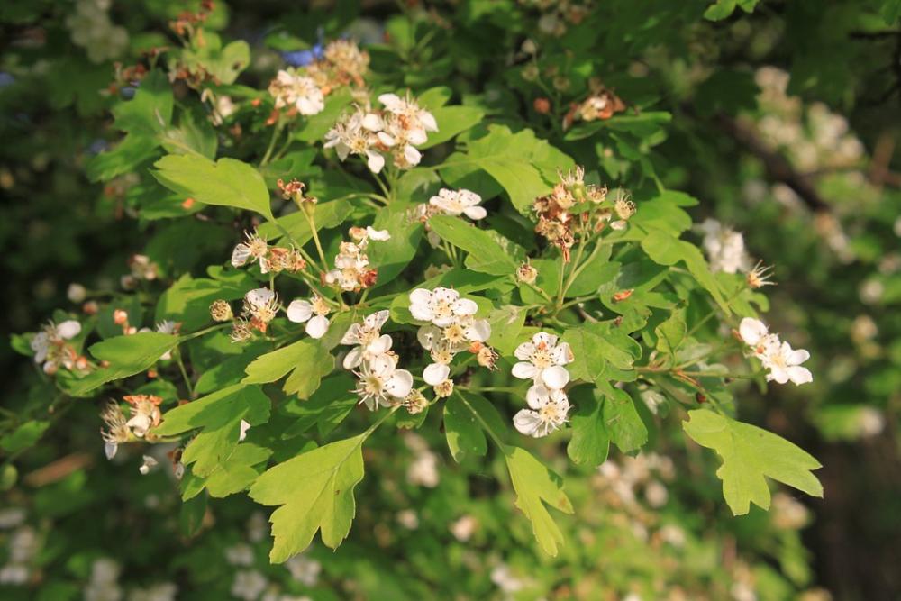 Crataegus Flowers Hawthorn Herbs Laevigata Crataegus Flowers Hawthorn Herbs Laevigata