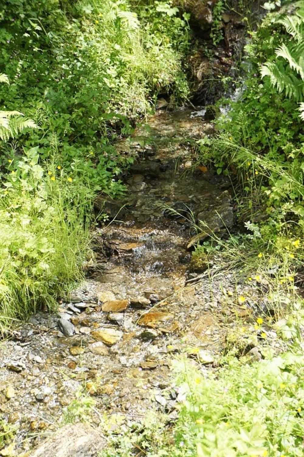 Creek Nature Bach Water Landscape Idyll Flow Creek Nature Bach Water Landscape Idyll Flow