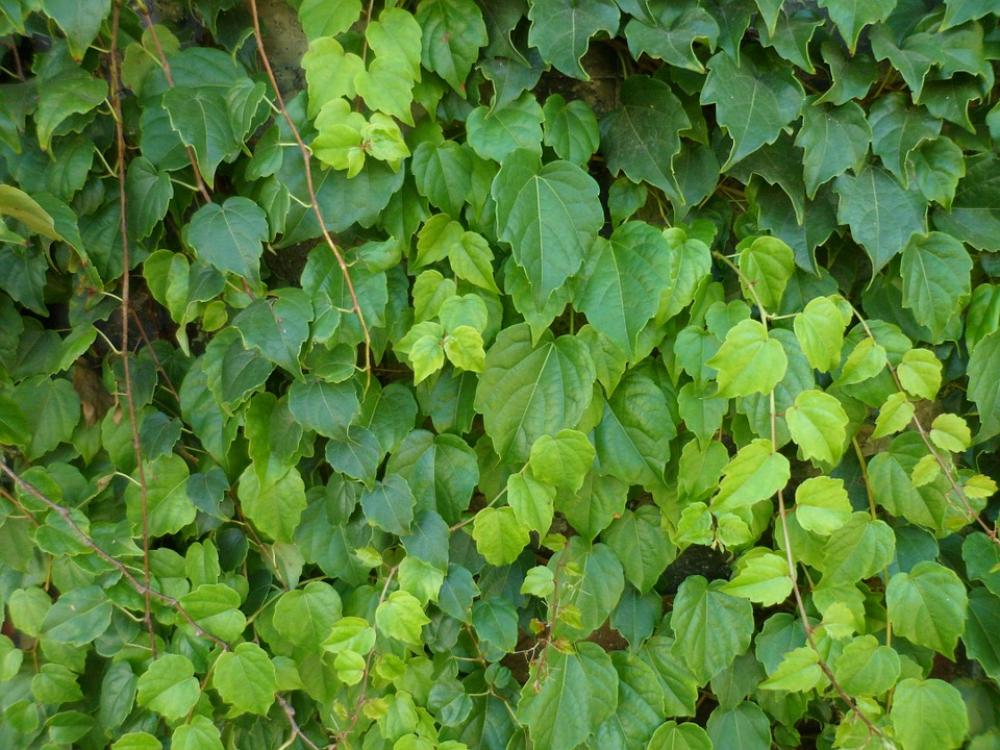 Creeper Hera Leaves Green Garden Creeper Hera Leaves Green Garden