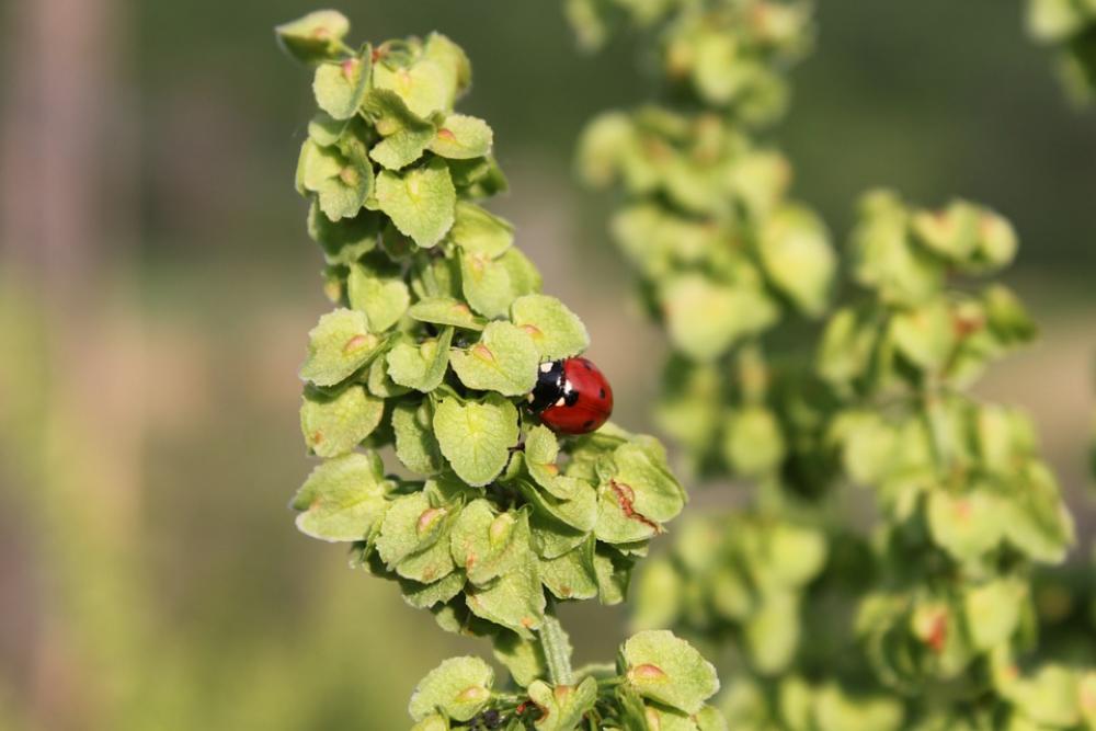 Crispus Curly Dock Raw Rumex Seeds Urled Plants Crispus Curly Dock Raw Rumex Seeds Urled Plants