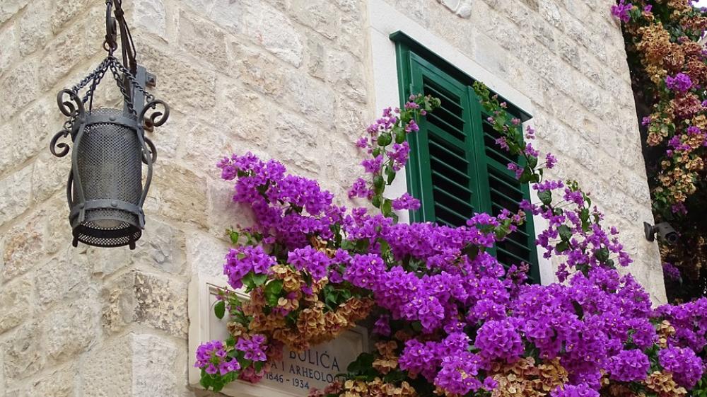 Croatia Split Historic Center Wall Balkonblumen Croatia Split Historic Center Wall Balkonblumen