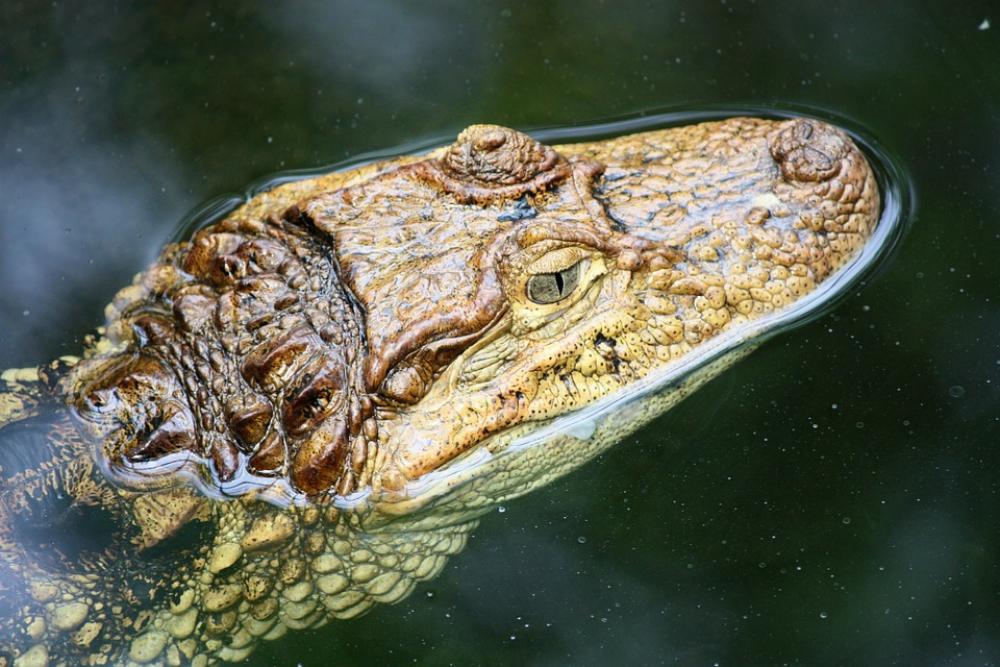 Crocodile Close Up Dangerous Reptile Animal Head Crocodile Close Up Dangerous Reptile Animal Head