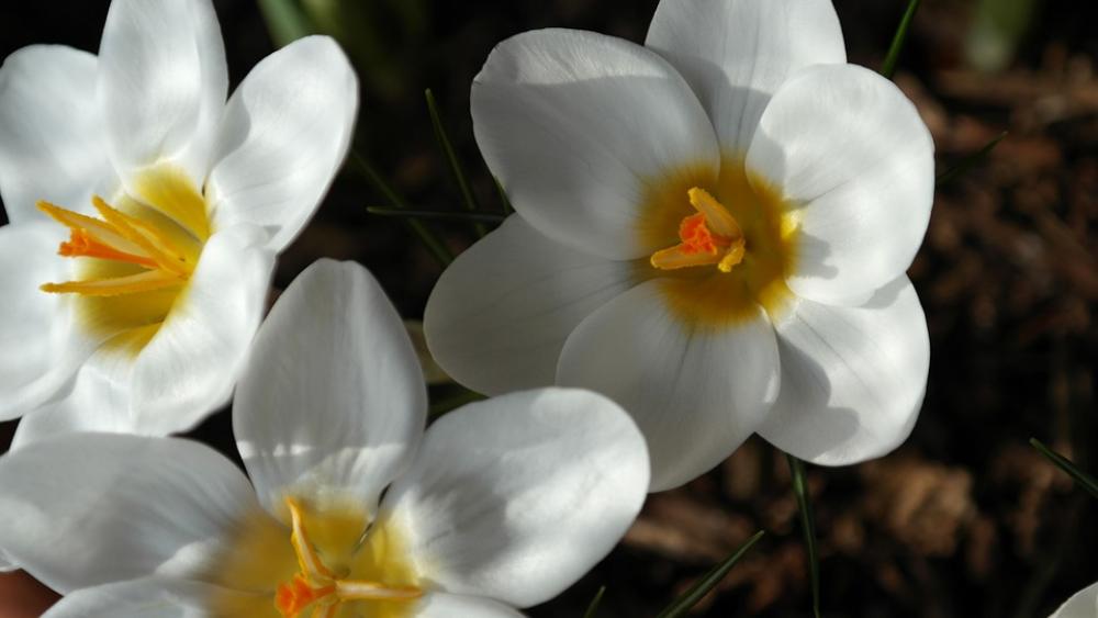 Crocus Plant Garden Close Up Flowers Spring Crocus Plant Garden Close Up Flowers Spring