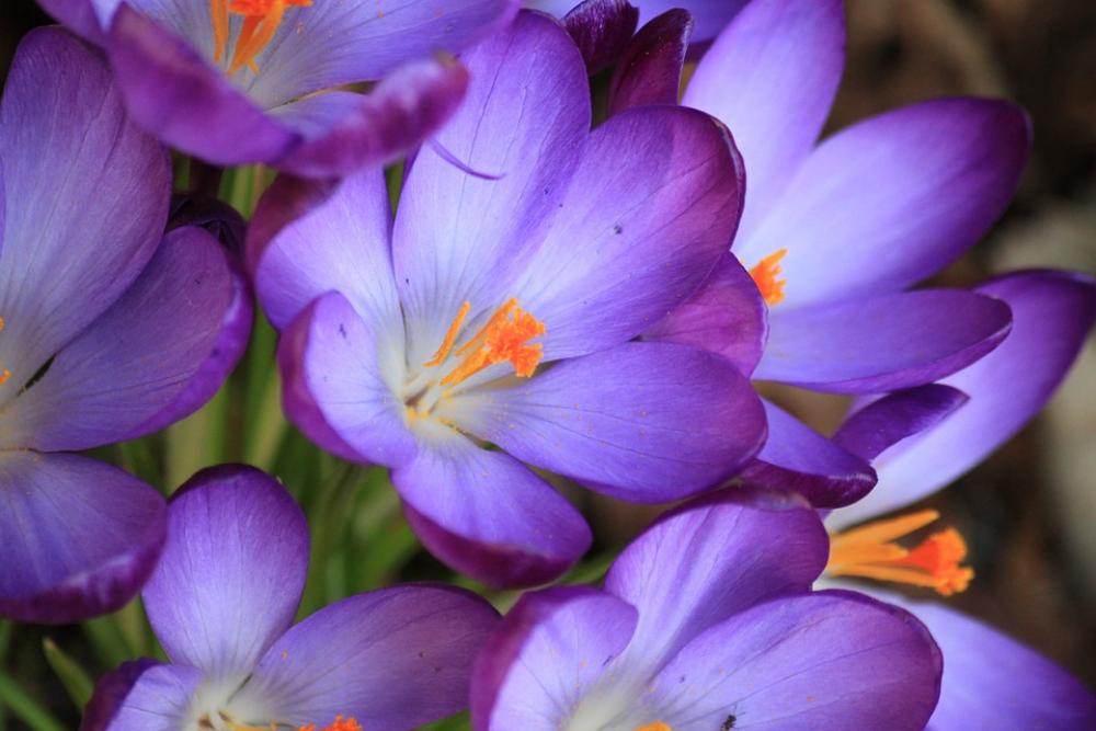 Crocus Flower Spring Purple Blossom Bloom Flowers Crocus Flower Spring Purple Blossom Bloom Flowers