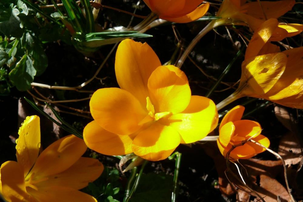 Crocus Yellow Spring Flower Blossom Bloom Crocus Yellow Spring Flower Blossom Bloom