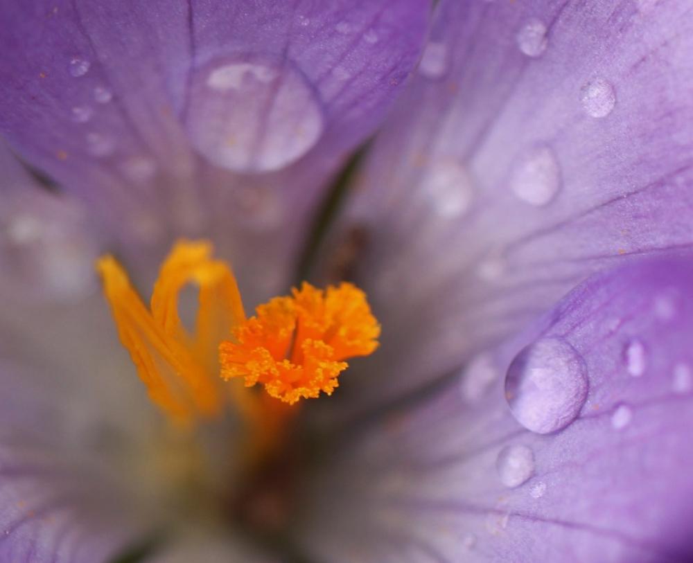 Crocus Blossom Bloom Flower Close Up Spring Crocus Blossom Bloom Flower Close Up Spring