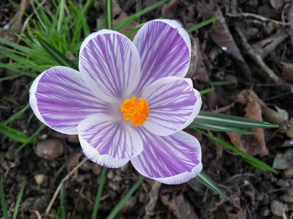Crocus Flower Printemp Crocus Flower Printemp