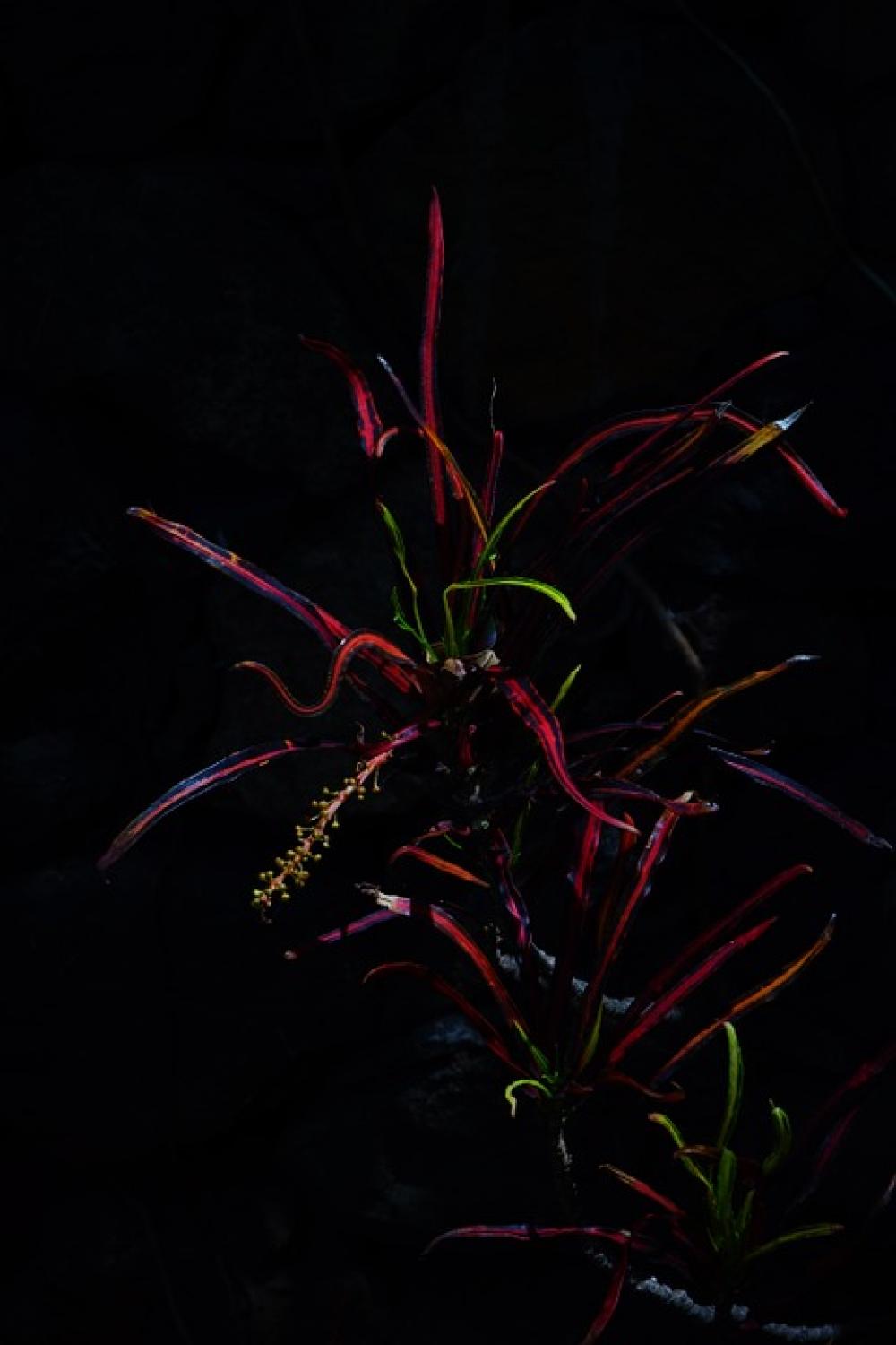 Croton Plant Dark Night Shining Tropical Exotic Croton Plant Dark Night Shining Tropical Exotic