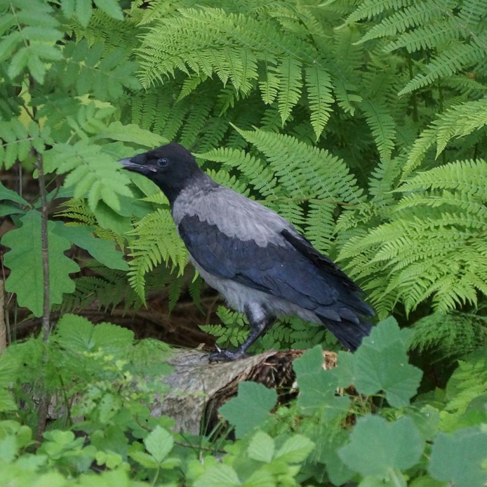 Crow Corvus Corone Cornix Bird Crow Corvus Corone Cornix Bird