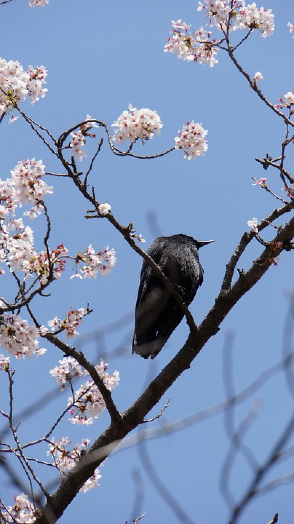 Crow New Black Crow New Black