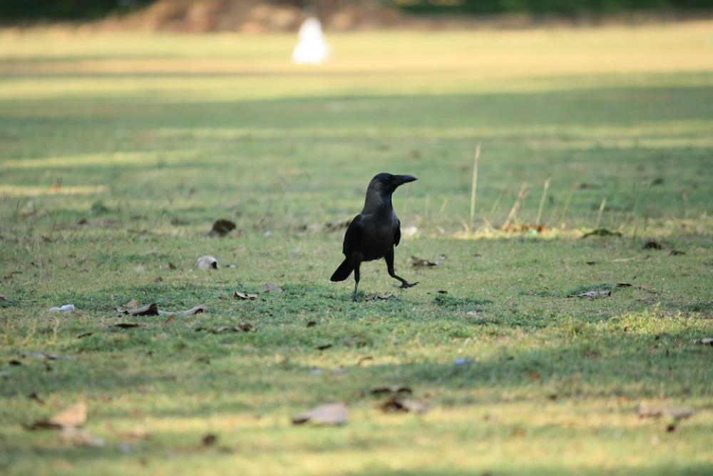 Crow Raven Bird Black Grass Walking Nature Crow Raven Bird Black Grass Walking Nature