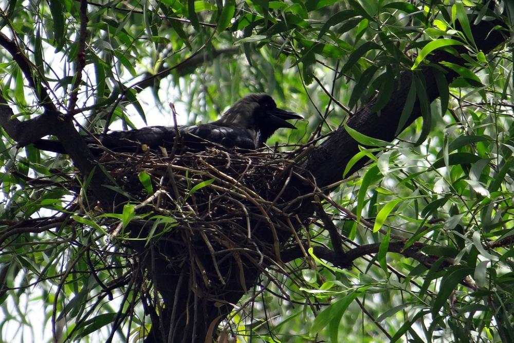 Crow Bird Indian House Crow Corvus Splendens Crow Bird Indian House Crow Corvus Splendens