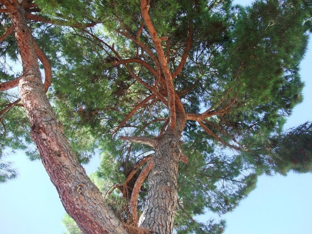 Crown Pine Branches Nature Tribe Perspective Tree Crown Pine Branches Nature Tribe Perspective Tree