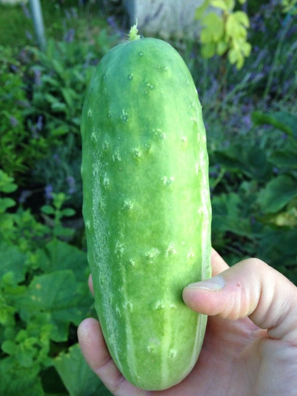 Cucumber Garden Cucumber Green Healthy Food Eat Cucumber Garden Cucumber Green Healthy Food Eat