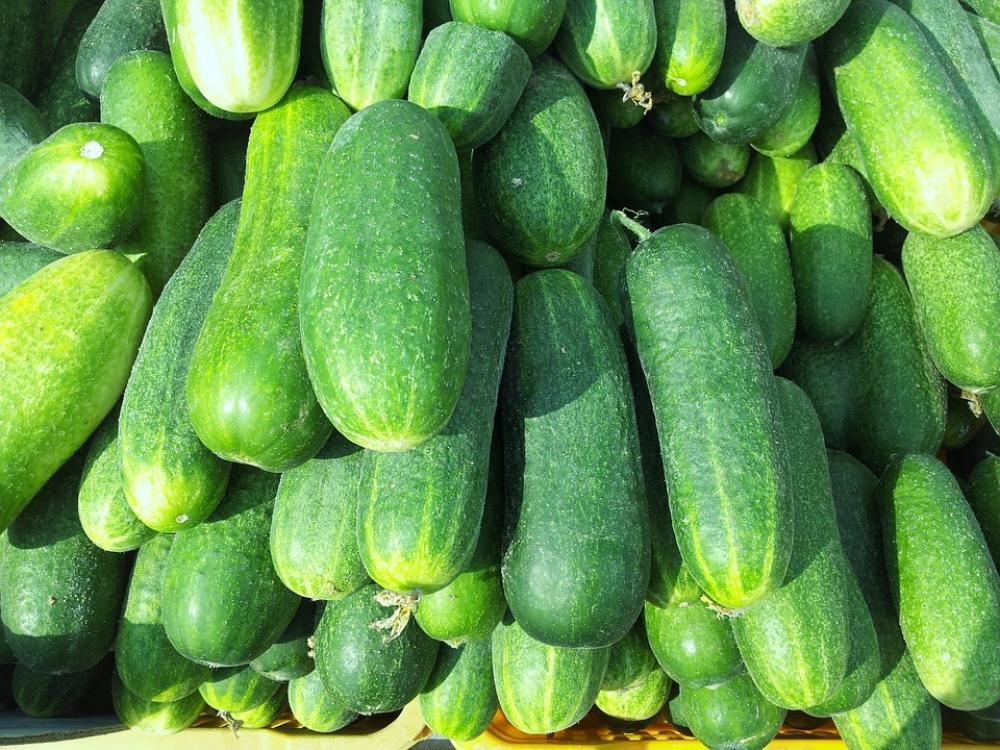 Cucumbers Food Fresh Green Garden Cucumbers Food Fresh Green Garden