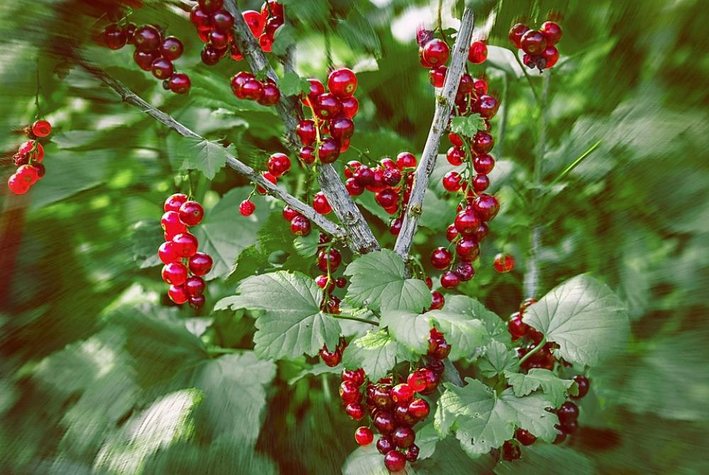 Currant Berry Vegetable Garden Nature Currant Berry Vegetable Garden Nature