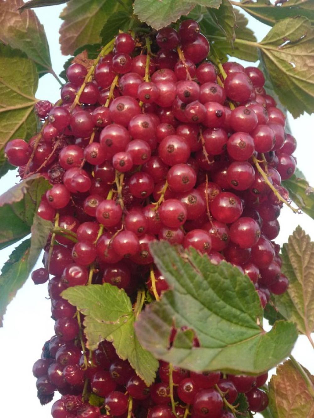 Currants Fruit Plant Sour Sweet Red Healthy Eat Currants Fruit Plant Sour Sweet Red Healthy Eat