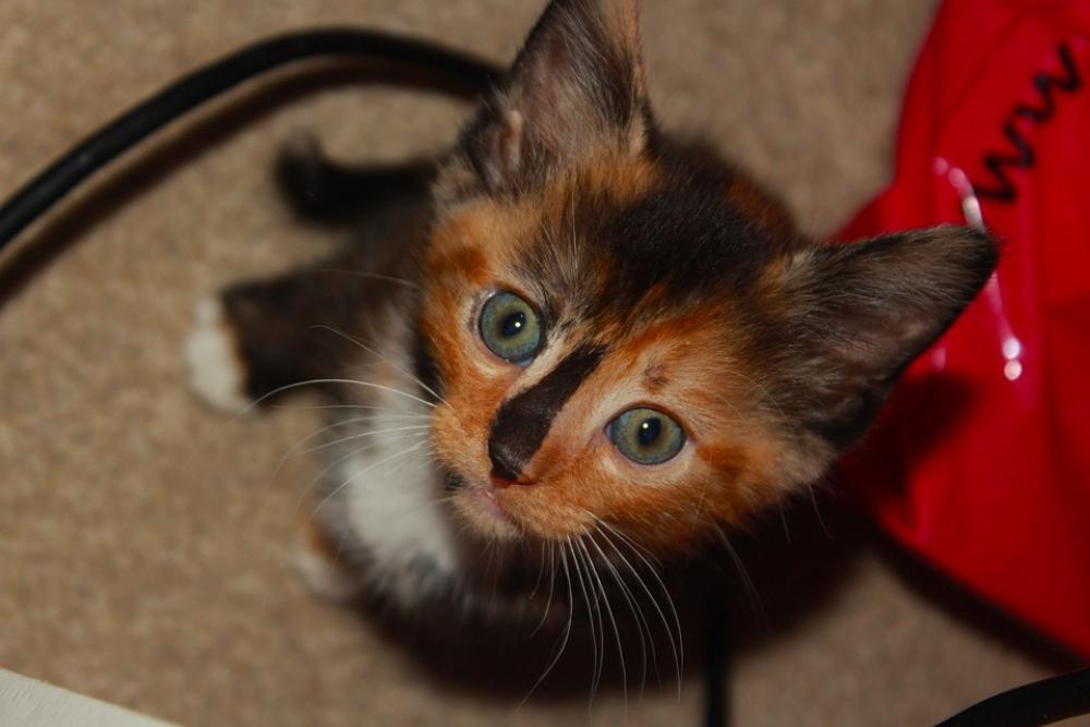 Cute Kitty Kitten Cat Pet Animal Beautiful Cute Kitty Kitten Cat Pet Animal Beautiful