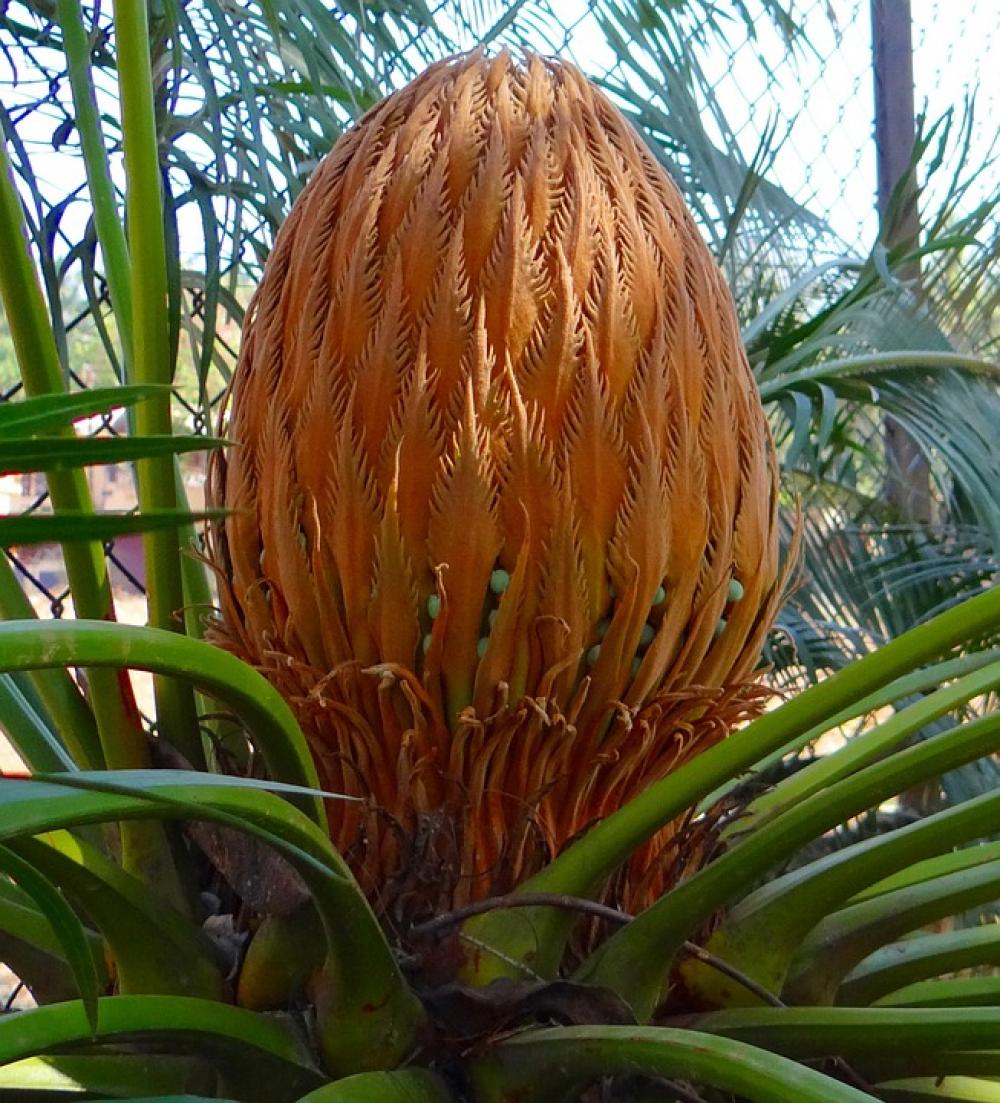 Cycad Sago Palm Cone Female Karnataka India Cycad Sago Palm Cone Female Karnataka India
