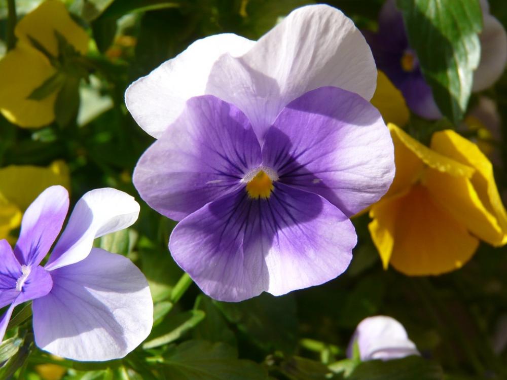 Cyclamen Violet Blossom Bloom Flower Nature Cyclamen Violet Blossom Bloom Flower Nature