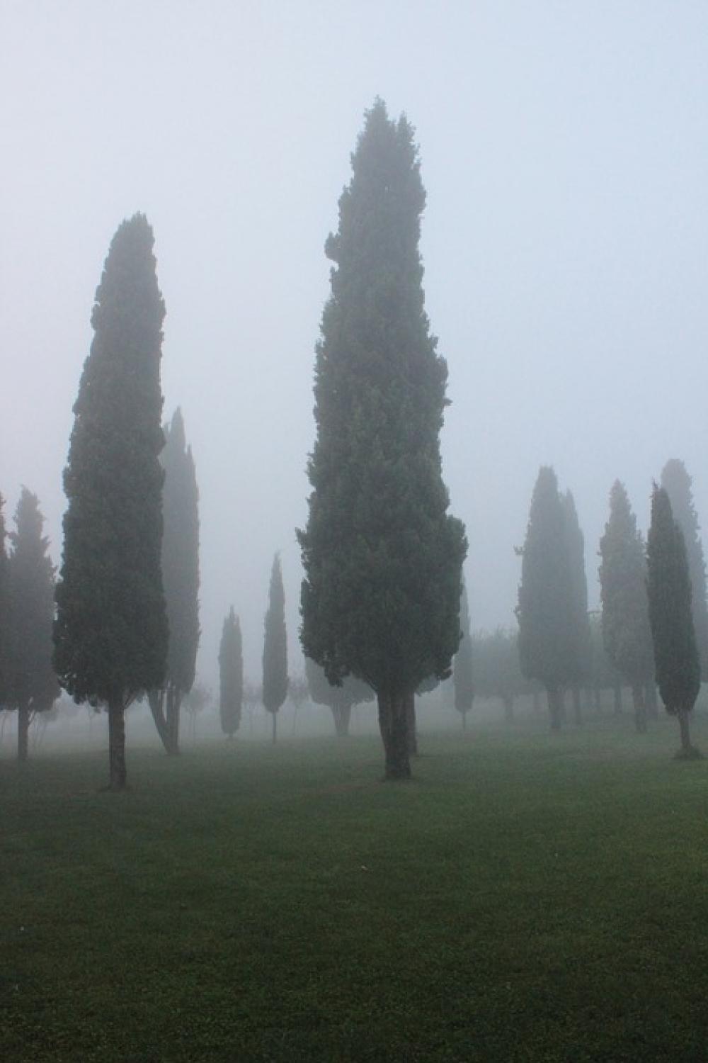 Cypress Background Fog Cypress Background Fog