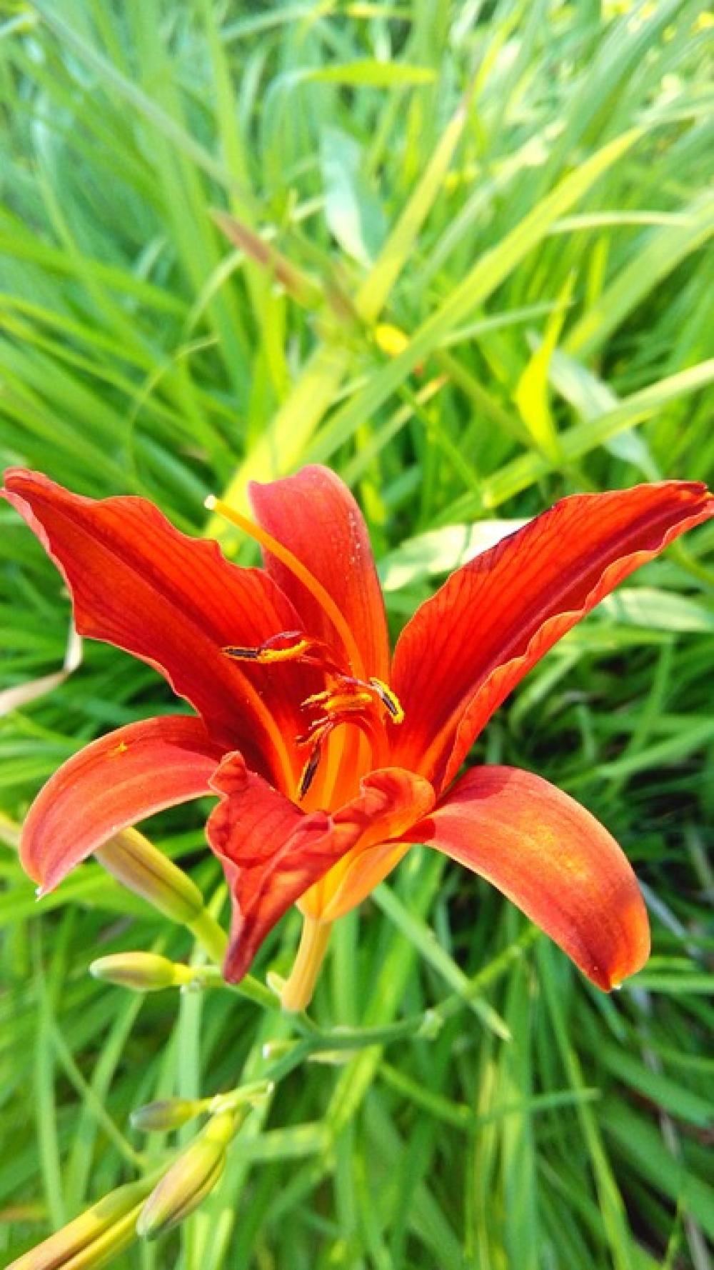 Dacha Vegetable Garden Flowers Dacha Vegetable Garden Flowers