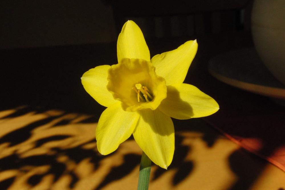 Daffodil Flower Yellow Blossom Bloom Close Up Daffodil Flower Yellow Blossom Bloom Close Up