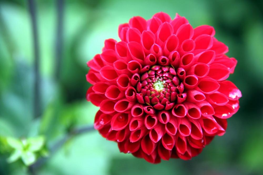Dahlia Flower Plant Blossom Bloom Bloom Red Dahlia Flower Plant Blossom Bloom Bloom Red