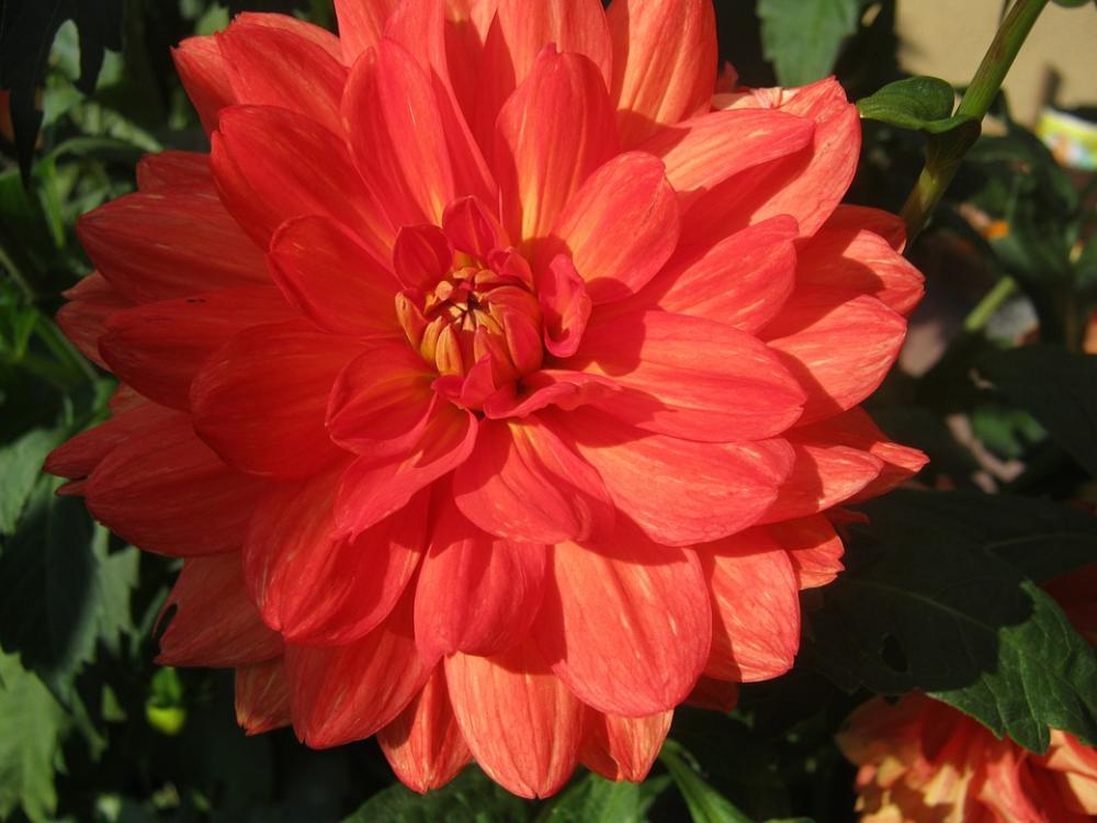 Dahlia Red Autumn Flowers Dahlia Red Autumn Flowers