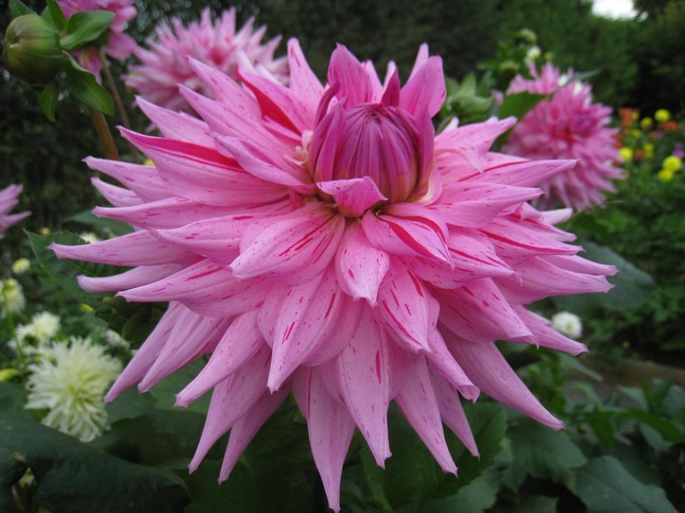 Dahlia Large Flower Autumn Garden Pink Colors Dahlia Large Flower Autumn Garden Pink Colors