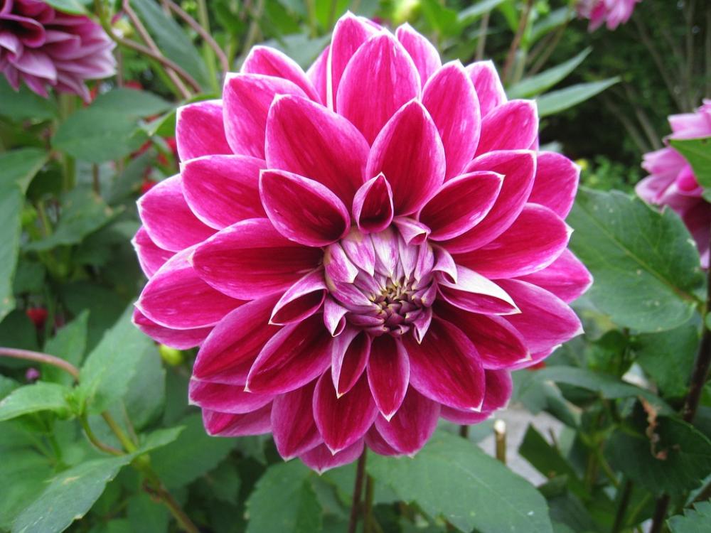Dahlia Flower Autumn Garden Plant Nodule Leaf Dahlia Flower Autumn Garden Plant Nodule Leaf