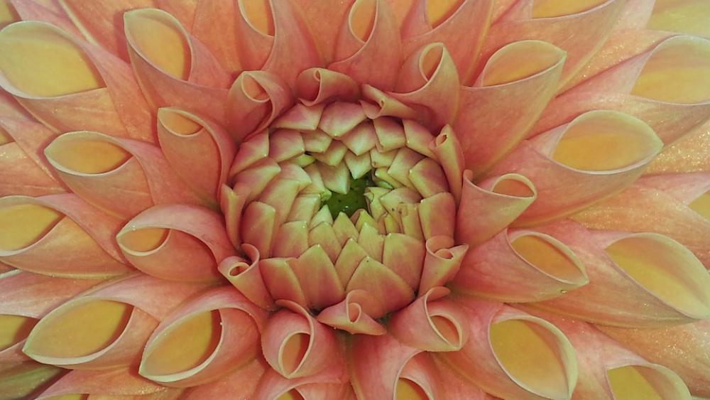 Dahlia Orange Blossom Bloom Flower Dahlia Garden Dahlia Orange Blossom Bloom Flower Dahlia Garden