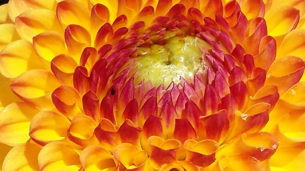 Dahlia Yellow Flower Autumn Flower Dahlia Garden Dahlia Yellow Flower Autumn Flower Dahlia Garden
